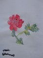 DSC09129