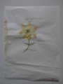 DSC00198