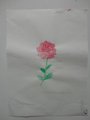 DSC00517