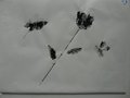 DSC00652