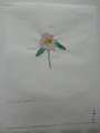 DSC00796