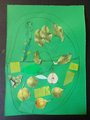 2015_11_25_Cambini_2P (16)