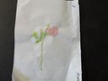 DSC03346