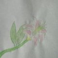 DSC07001